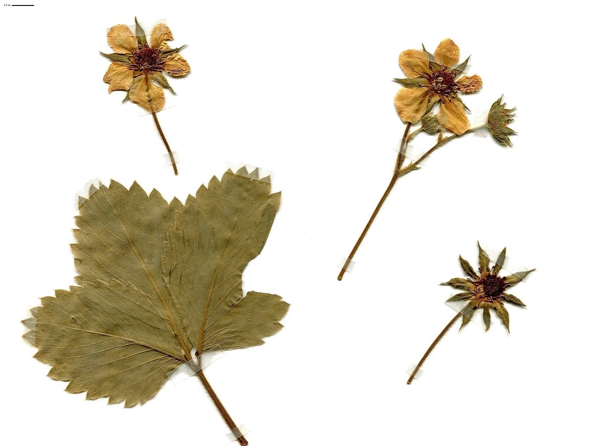Fragaria x ananassa (Rosaceae)